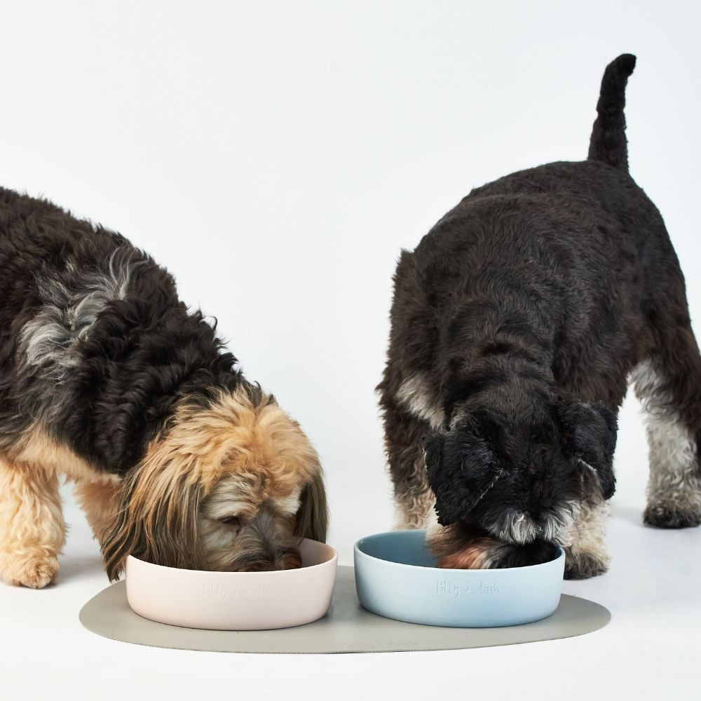 Lilly + Dash Ceramic Pet Bowls