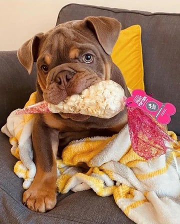Doggy Cheesey Pupcorn Bag