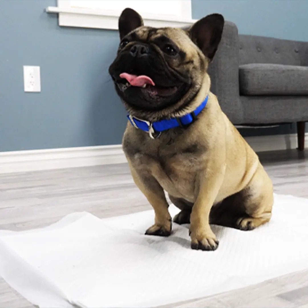 Premium Puppy Training Pads (Large, 24x24)