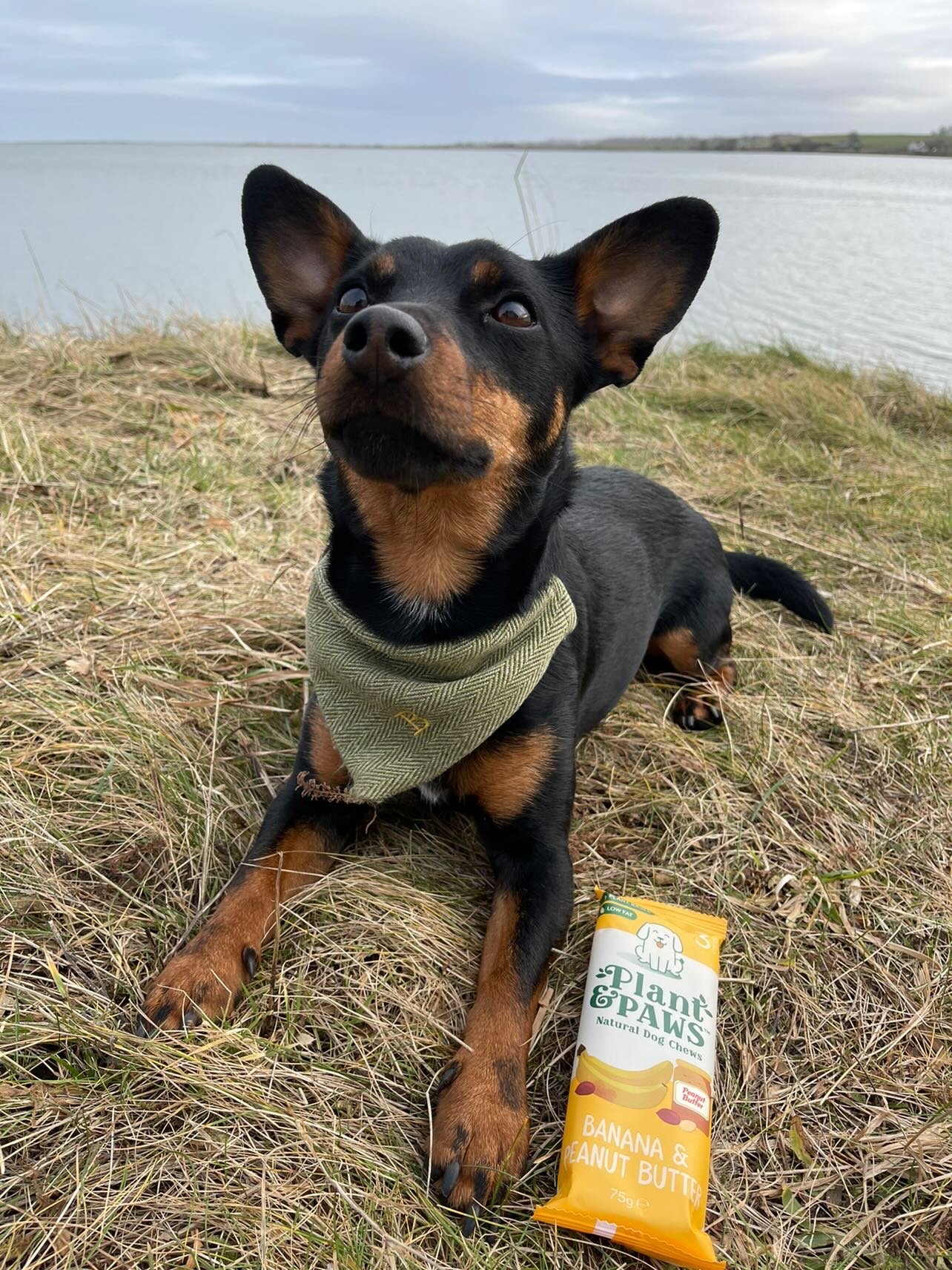 Banana and Peanut Butter Single Pack Dog Chew