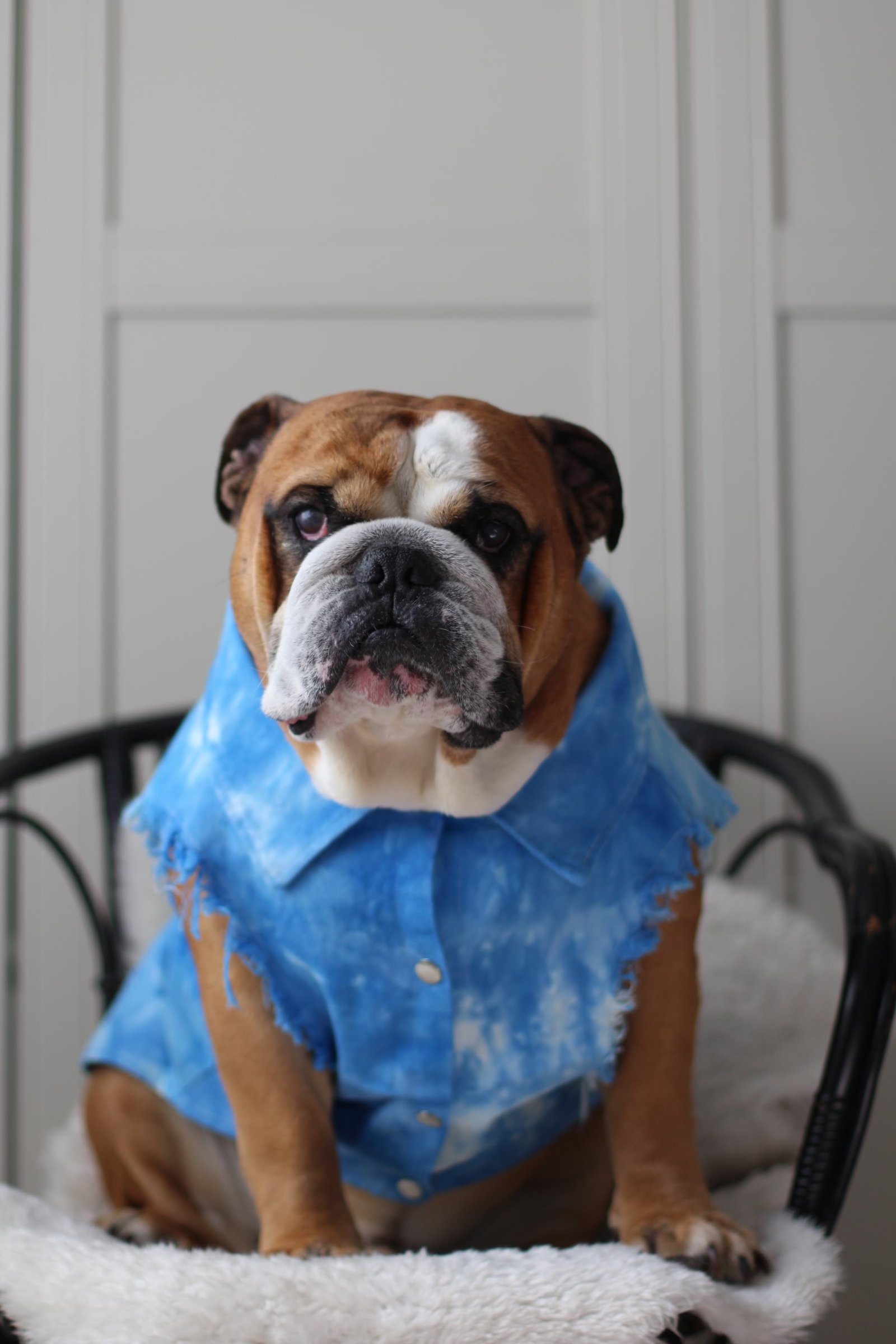 Tie-dye Doggy Denim Jacket
