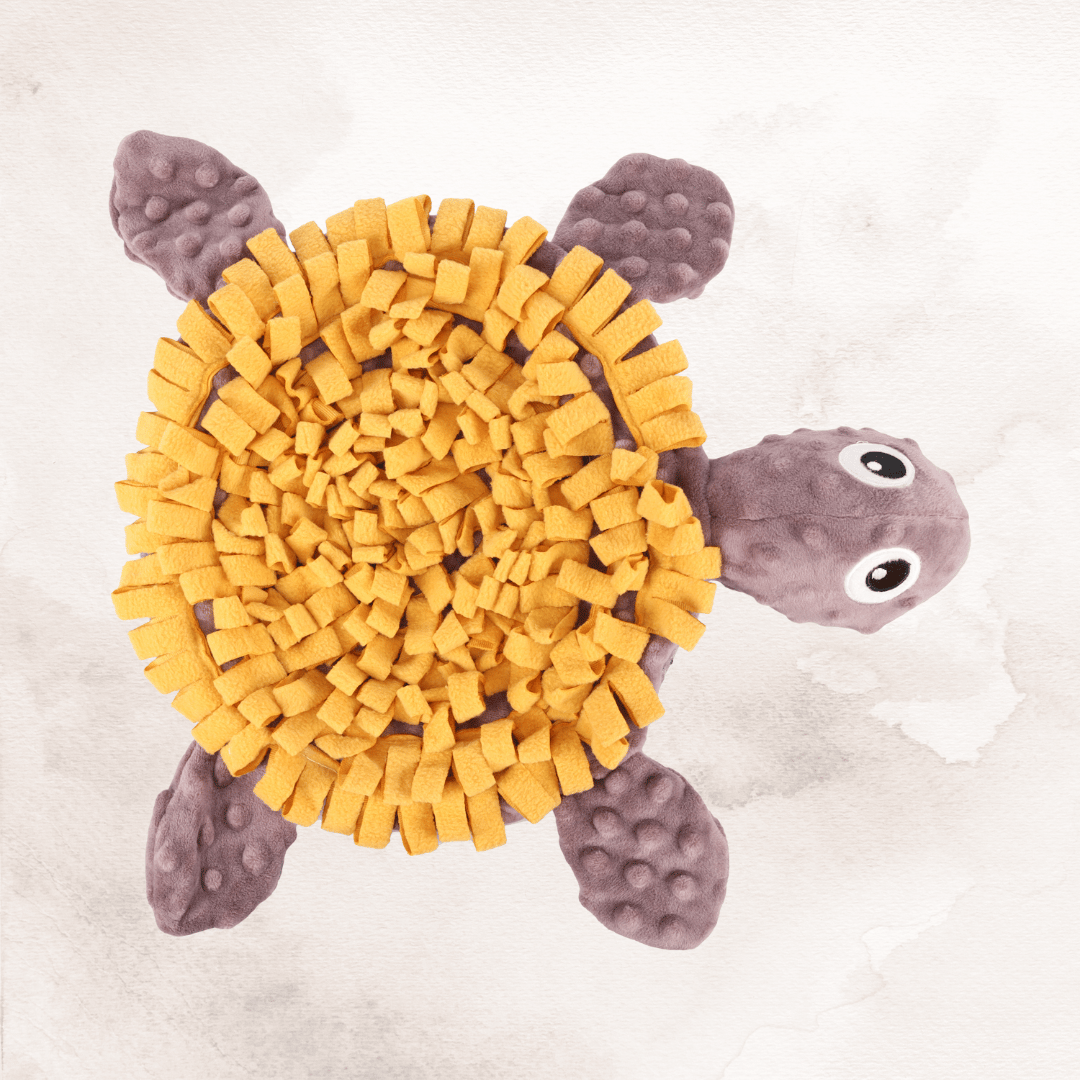 Sniffing Carpet Morgana Turtle