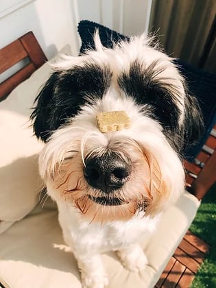 Spinach & Apple biscuits