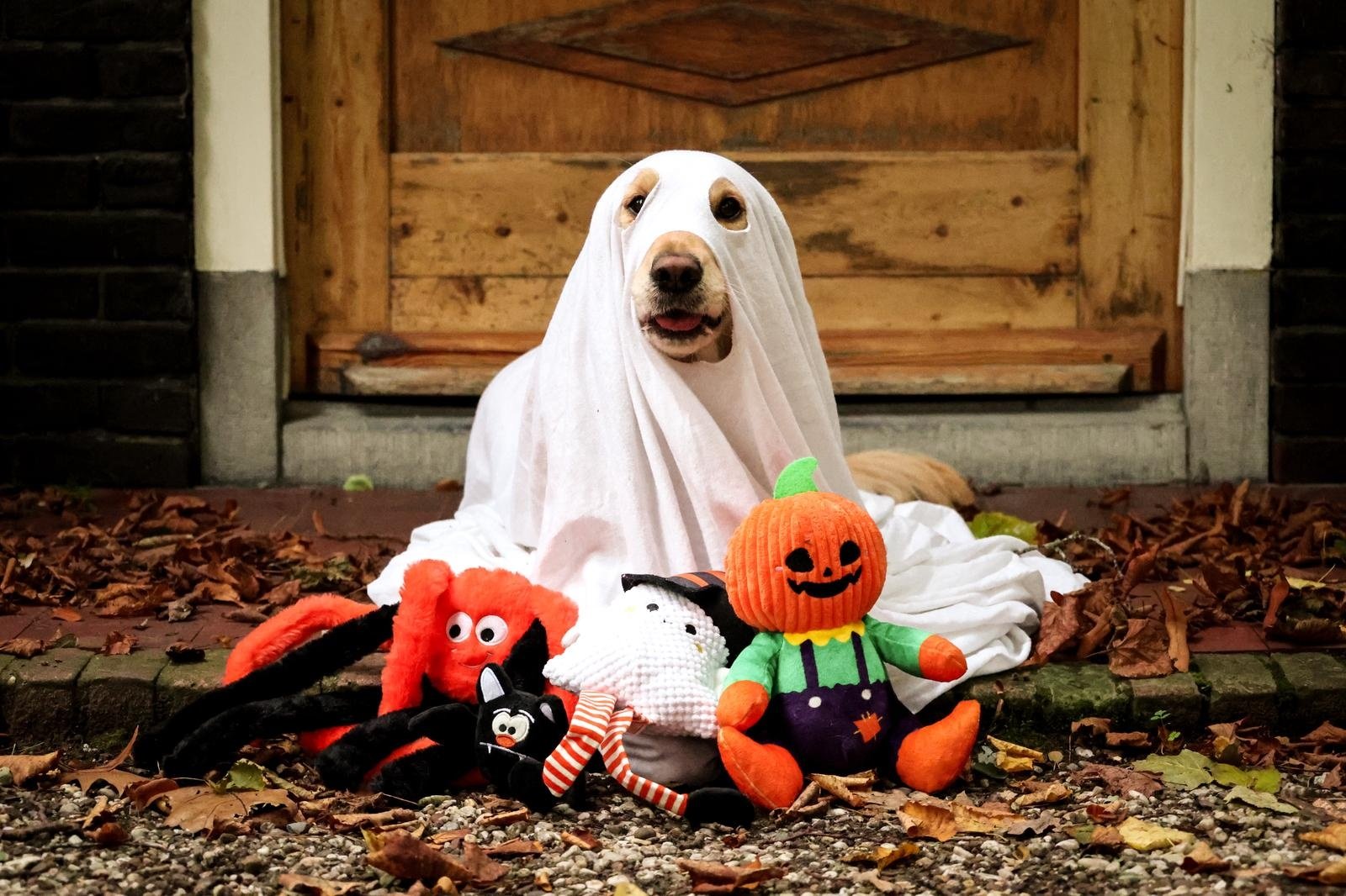 Flamingo campaign hero