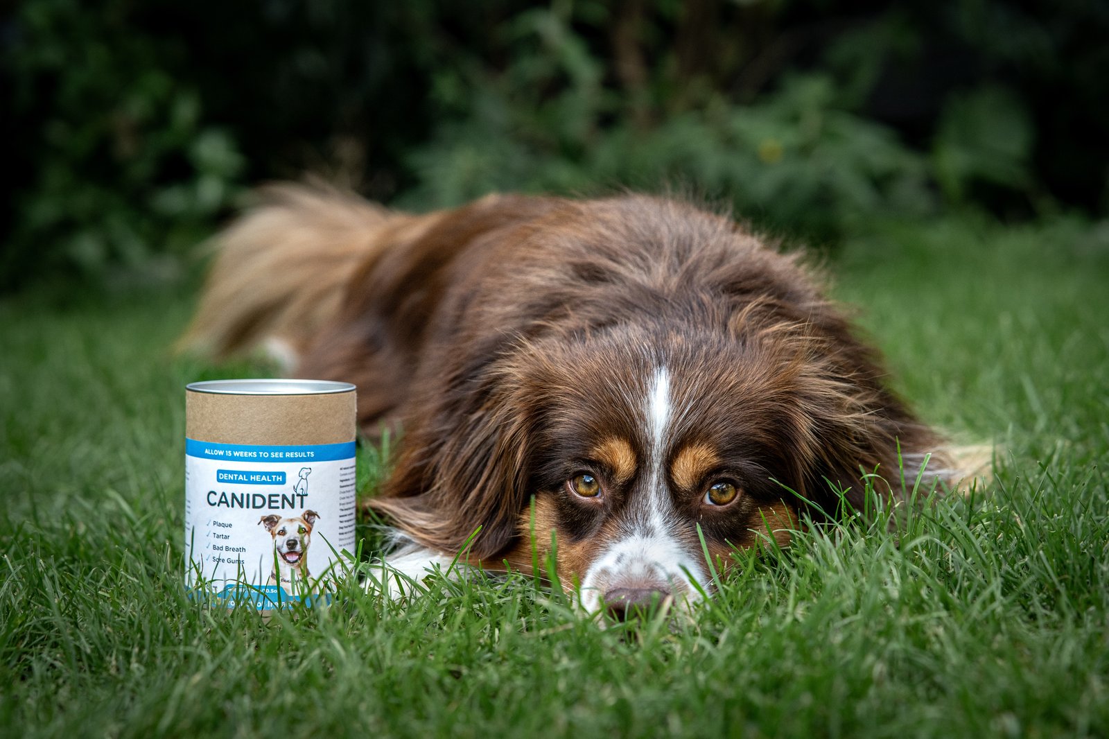 Seaweed for Dogs campaign hero