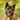 jaxx_american_akita