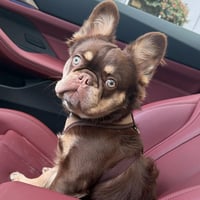 Milo