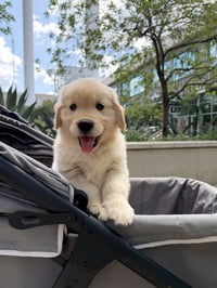Stella
