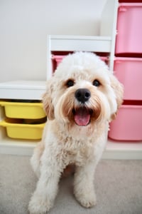 Monty
