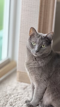 Lilly