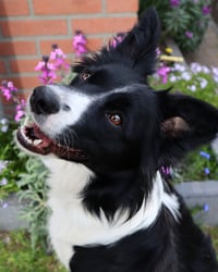Tess