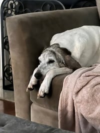 Gracie