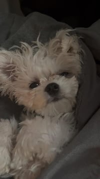Ollie