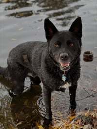 Bosco