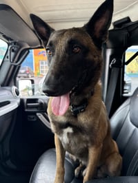 Loki