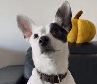 Hami
