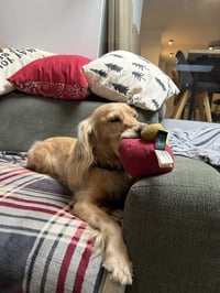 Koda