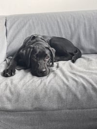 Kojo