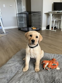 Maisy