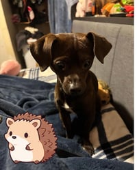 Osito