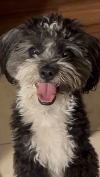 Bowie