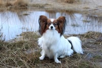 Ziva