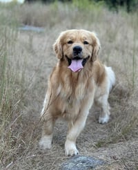 Huckleberry
