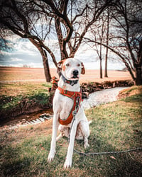 Tyson