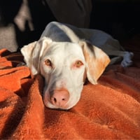 Dobby