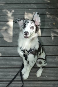 Apollo