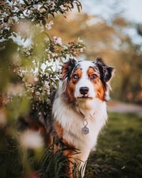 Koda