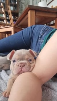Cocosi