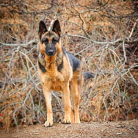 Ranger