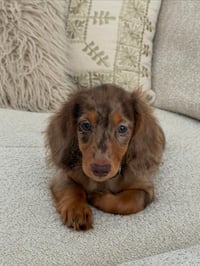 Maple