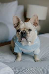 Biscuit