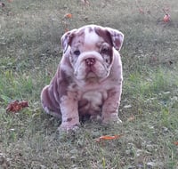 Gordy