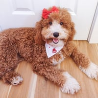 Lulu