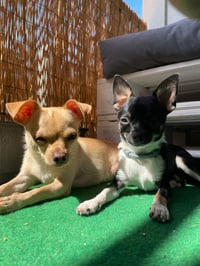 Coco
