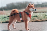 Hana
