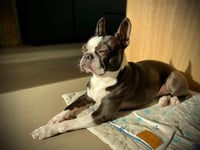 Stella