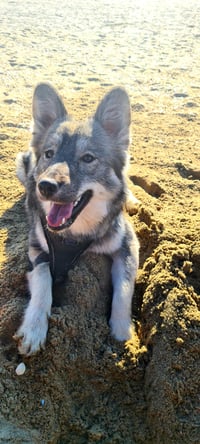 Akira
