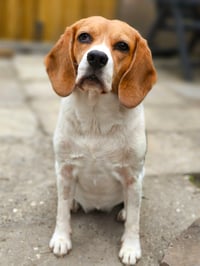Daisy