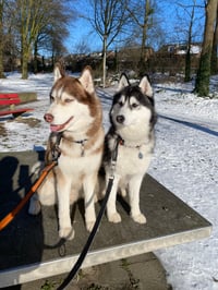 Kyan and Cajun