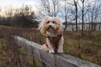 Buddy
