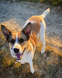 Maja