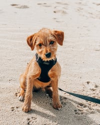 Stella