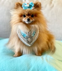 Petula