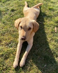 Nala