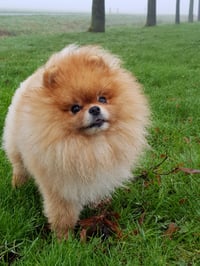 Buddy