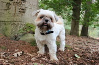 Charlie